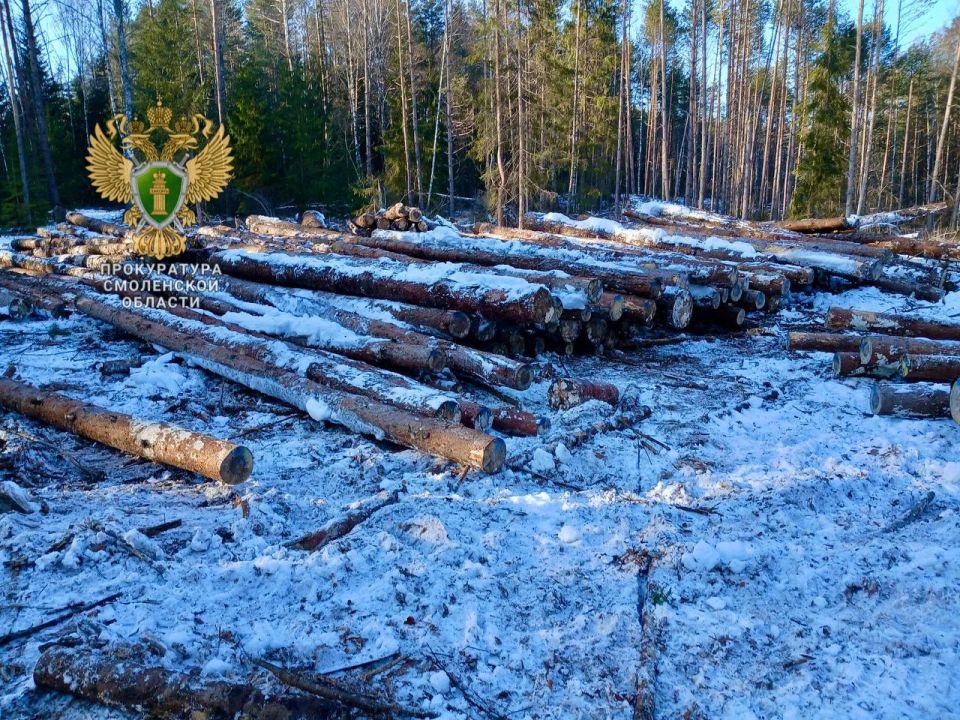 В Смоленской области вынесен приговор по уголовному делу о незаконной рубке леса на сумму свыше 29 млн рублей