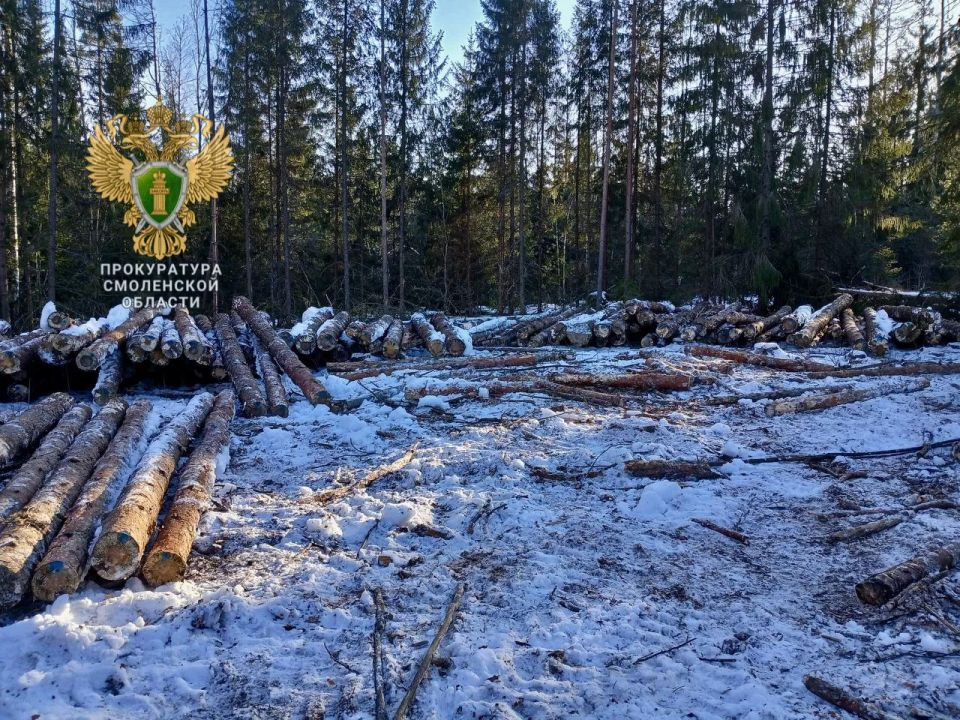 В Смоленской области вынесен приговор по уголовному делу о незаконной рубке леса на сумму свыше 29 млн рублей В Смоленской области вынесен приговор по уголовному делу о незаконной рубке леса на сумму свыше 29 млн рублей