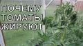Как спасти жируемые томаты: советы для дачников