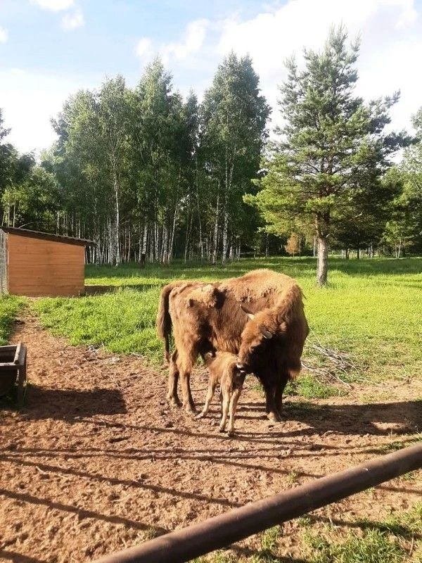 Смолян приглашают выбрать имя для новорождённой зубрицы Смолян приглашают выбрать имя для новорождённой зубрицы