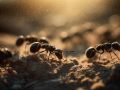 Натуральное средство для борьбы с муравьями: спасение из вашего кухонного шкафа