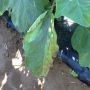 Почему листья баклажанов вянут: причины и простые решения