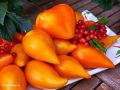 Томат Заилийский Алатау желтый: солнечный урожай для открытого грунта
