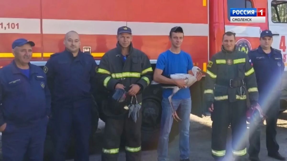 Смоленским волонтерам передали выпавшего из гнезда аистенка Смоленским волонтерам передали выпавшего из гнезда аистенка