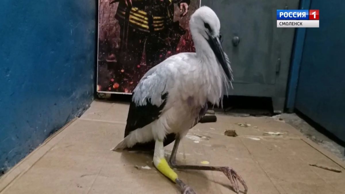 Смоленским волонтерам передали выпавшего из гнезда аистенка Смоленским волонтерам передали выпавшего из гнезда аистенка