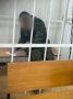 Двум смолянам грозит пожизненное заключение за сбыт наркотиков